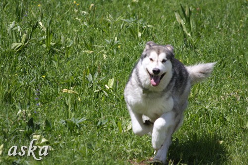 Aska in Staf - popoldan - 31.5.2009 - foto povečava