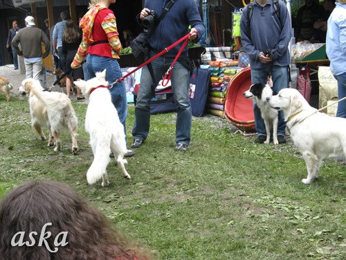 CAC Hrušica - 31.5.2009 - s - foto