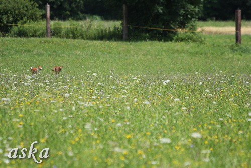 Dolsko - Trening Lure coursing - 25.6.2009 - foto povečava