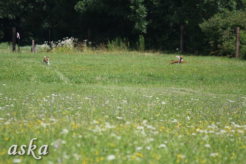 Dolsko - Trening Lure coursing - 25.6.2009 - foto povečava