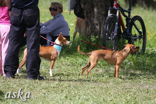 Dolsko - Trening Lure coursing - 25.6.2009 - foto