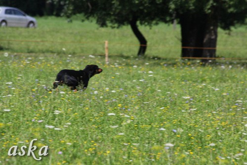 Dolsko - Trening Lure coursing - 25.6.2009 - foto