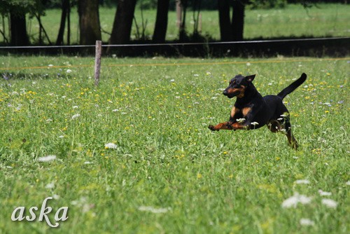 Dolsko - Trening Lure coursing - 25.6.2009 - foto povečava