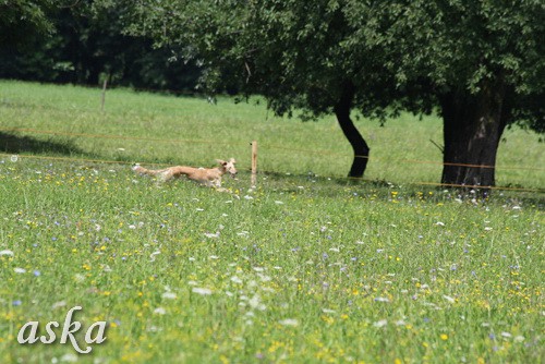 Dolsko - Trening Lure coursing - 25.6.2009 - foto