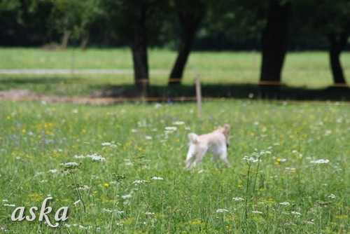 Dolsko - Trening Lure coursing - 25.6.2009 - foto