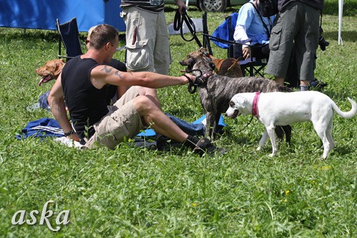 Dolsko - Trening Lure coursing - 25.6.2009 - foto