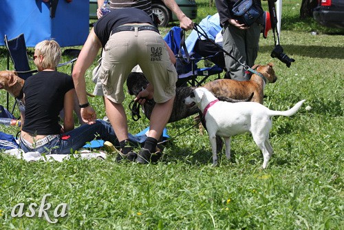 Dolsko - Trening Lure coursing - 25.6.2009 - foto