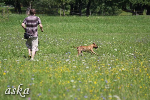 Dolsko - Trening Lure coursing - 25.6.2009 - foto