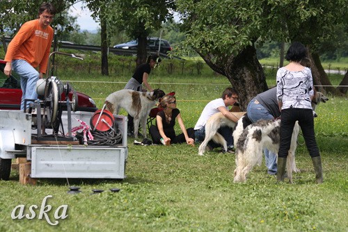 Dolsko - Trening Lure coursing - 25.6.2009 - foto povečava