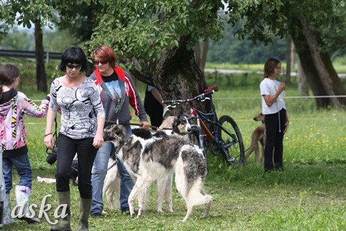 Dolsko - Trening Lure coursing - 25.6.2009 - foto povečava