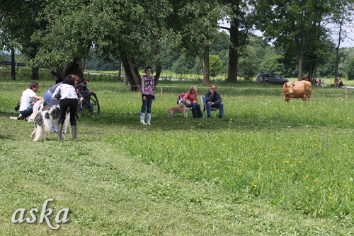 Dolsko - Trening Lure coursing - 25.6.2009 - foto povečava