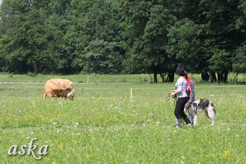 Dolsko - Trening Lure coursing - 25.6.2009 - foto povečava