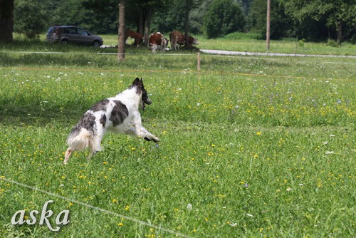 Dolsko - Trening Lure coursing - 25.6.2009 - foto povečava