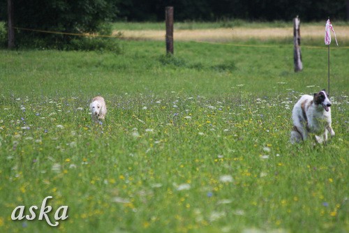 Dolsko - Trening Lure coursing - 25.6.2009 - foto povečava