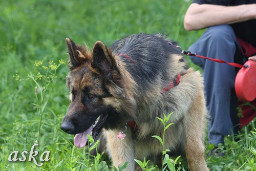 Dolsko - Trening Lure coursing - 25.6.2009 - foto povečava