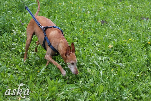 Dolsko - Trening Lure coursing - 25.6.2009 - foto