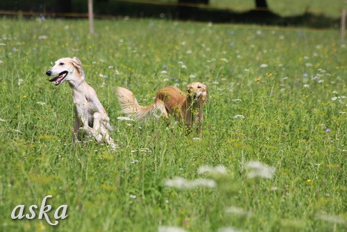 Dolsko - Trening Lure coursing - 25.6.2009 - foto povečava