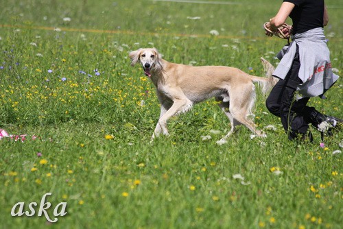 Dolsko - Trening Lure coursing - 25.6.2009 - foto povečava