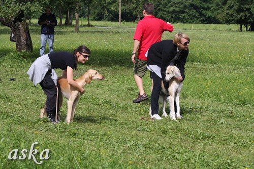 Dolsko - Trening Lure coursing - 25.6.2009 - foto povečava