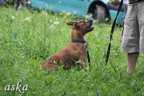 Dolsko - Trening Lure coursing - 25.6.2009 - foto