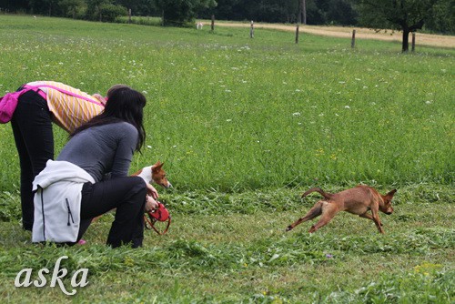 Dolsko - Trening Lure coursing - 25.6.2009 - foto povečava