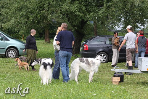 Dolsko - Trening Lure coursing - 25.6.2009 - foto povečava