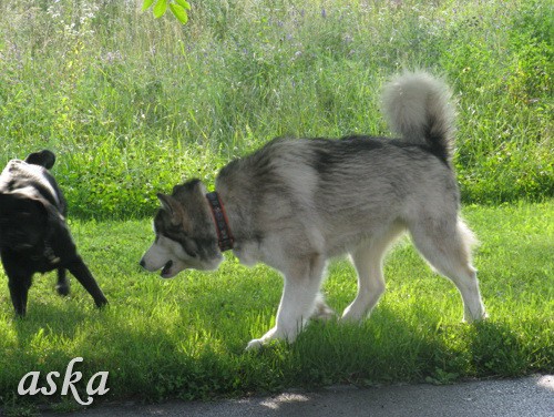 Vir - Aska in Athena - 30.6.2009 - foto povečava