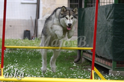 Vrt - Aska -  16.5.2009 - foto povečava