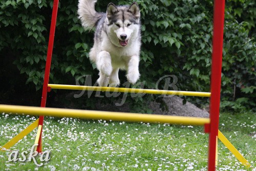 Vrt - Aska -  16.5.2009 - foto povečava