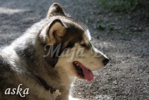 Grad - Aska in Loa - 18.6.2009 - foto