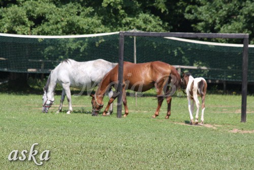 Zajčja dobrava - Aska in Loa - 3.7.2009 - foto