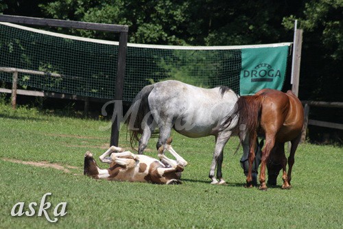 Zajčja dobrava - Aska in Loa - 3.7.2009 - foto