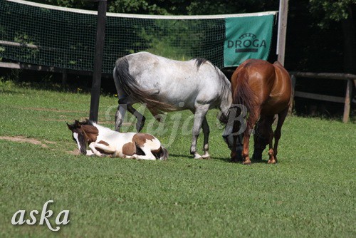 Zajčja dobrava - Aska in Loa - 3.7.2009 - foto