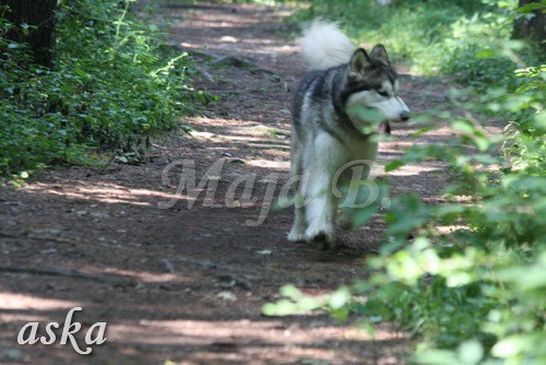 Zajčja dobrava - Aska in Loa - 3.7.2009 - foto povečava