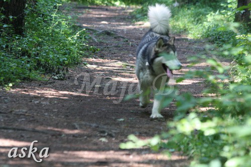 Zajčja dobrava - Aska in Loa - 3.7.2009 - foto povečava