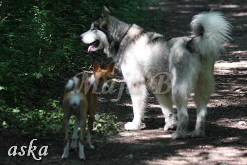 Zajčja dobrava - Aska in Loa - 3.7.2009 - foto