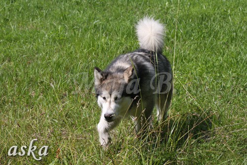 Zajčja dobrava - Aska in Loa - 3.7.2009 - foto povečava