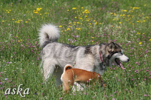 Zajčja dobrava - Aska in Loa - 3.7.2009 - foto