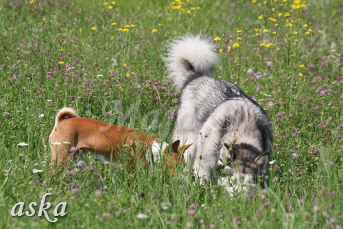 Zajčja dobrava - Aska in Loa - 3.7.2009 - foto