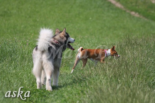 Zajčja dobrava - Aska in Loa - 3.7.2009 - foto