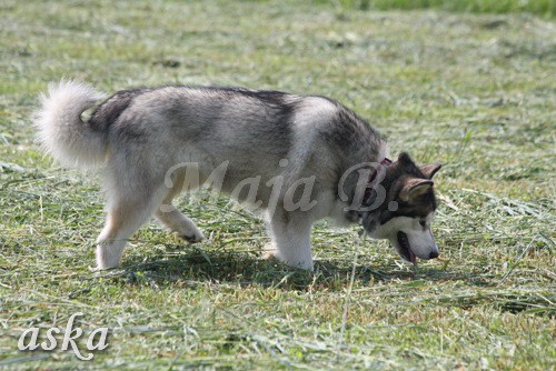 Zajčja dobrava - Aska in Loa - 3.7.2009 - foto