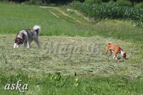 Zajčja dobrava - Aska in Loa - 3.7.2009 - foto