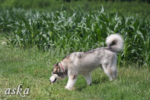 Zajčja dobrava - Aska in Loa - 3.7.2009 - foto