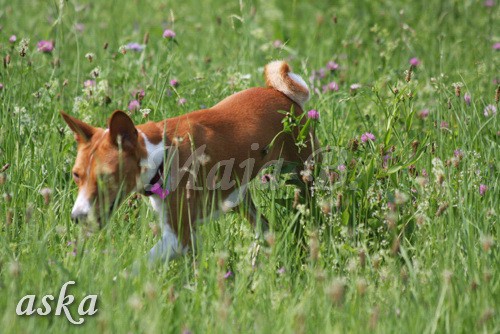 Zajčja dobrava - Aska in Loa - 3.7.2009 - foto povečava