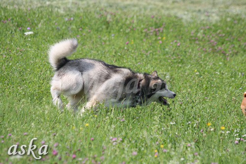 Zajčja dobrava - Aska in Loa - 3.7.2009 - foto