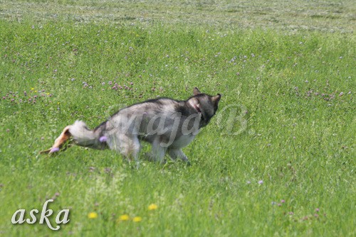 Zajčja dobrava - Aska in Loa - 3.7.2009 - foto