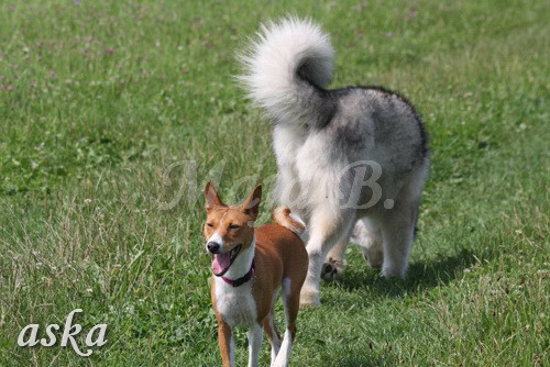 Zajčja dobrava - Aska in Loa - 3.7.2009 - foto