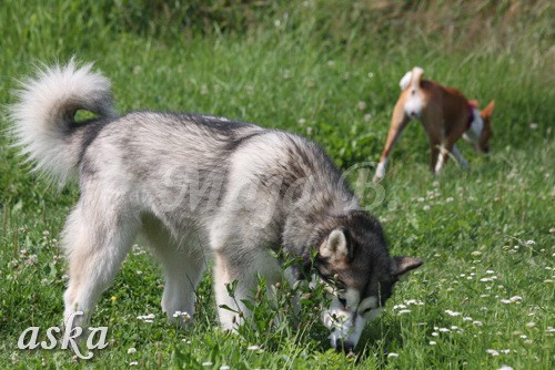 Zajčja dobrava - Aska in Loa - 3.7.2009 - foto povečava