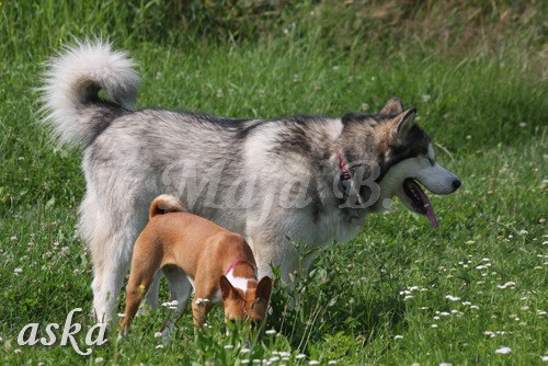 Zajčja dobrava - Aska in Loa - 3.7.2009 - foto