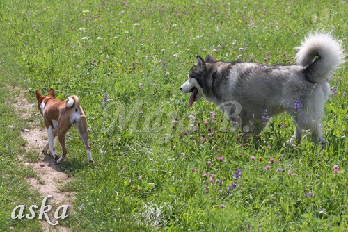 Zajčja dobrava - Aska in Loa - 3.7.2009 - foto